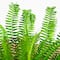 27in. UV Resistant Artificial Boston Fern Plant with Real Touch Leaves (Indoor/Outdoor)